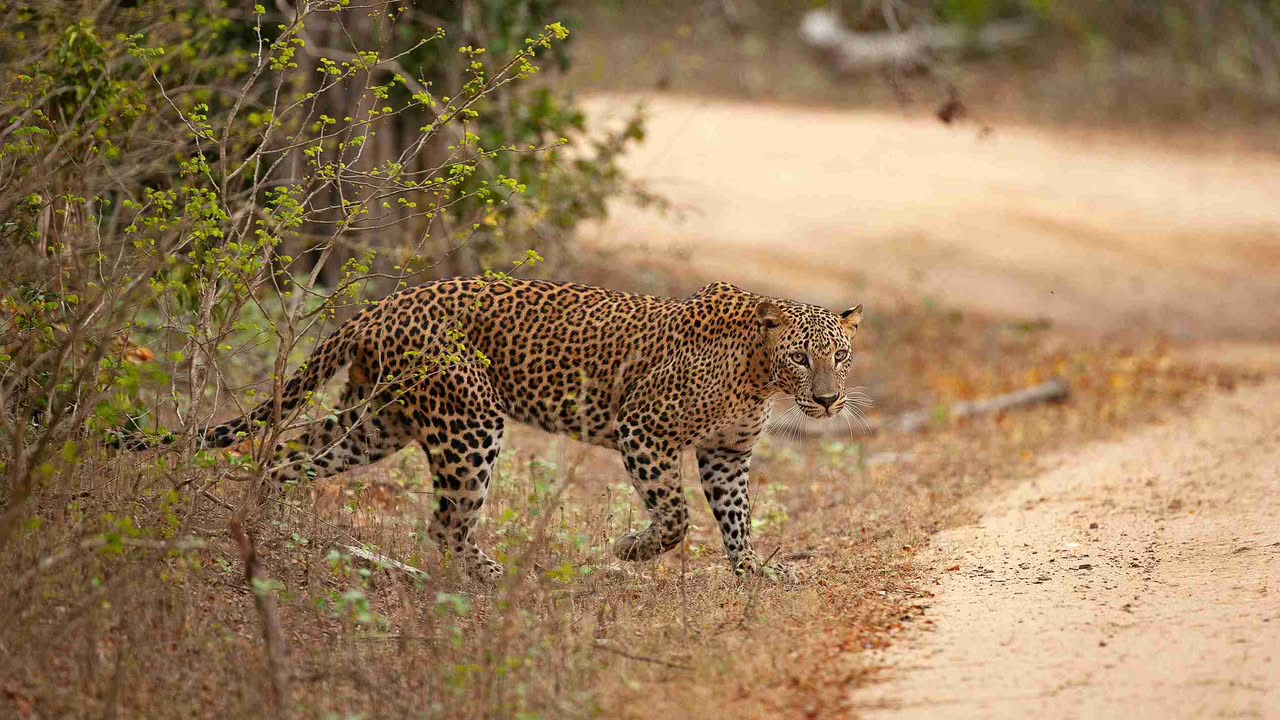 Minneriya & Minneriya National Park (North Central Province)