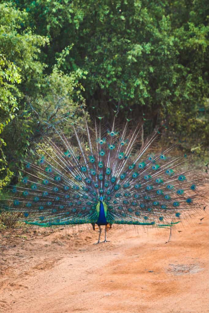 Yala & Yala National Park